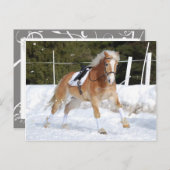 Haflinger 4 postkarte (Vorne/Hinten)