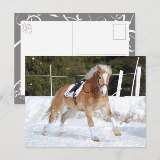 Haflinger 4 postkarte (Vorne/Hinten)