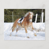 Haflinger 4 postkarte (Vorderseite)