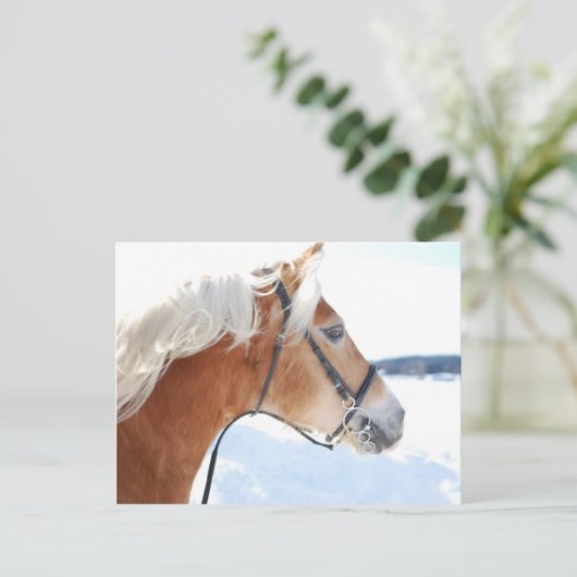 Haflinger 5 postkarte (Stehend Vorderseite)