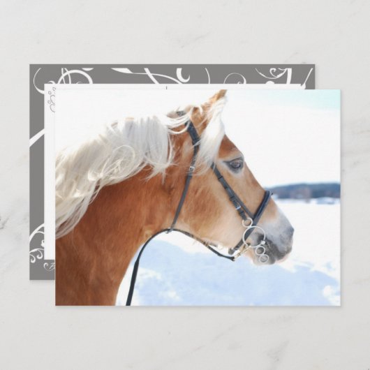 Haflinger 5 postkarte (Vorne/Hinten)