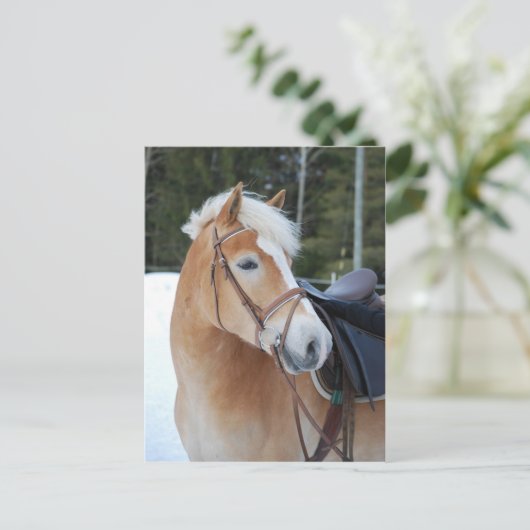 Haflinger 8 postkarte (Stehend Vorderseite)