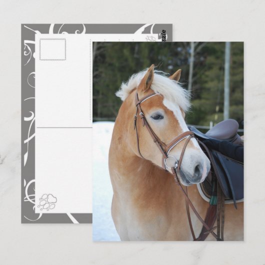 Haflinger 8 postkarte (Vorne/Hinten)