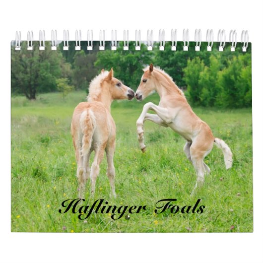 Haflinger Foals - klein Kalender (Titelbild)