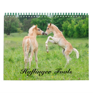 Haflinger Foals - mittelgroße Haflinger Foals Kalender