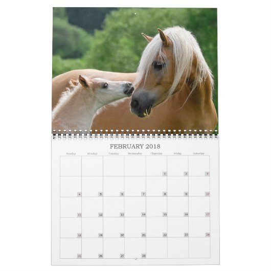 Haflinger Foals - mittelgroße Haflinger Foals Kalender (Feb 2018)