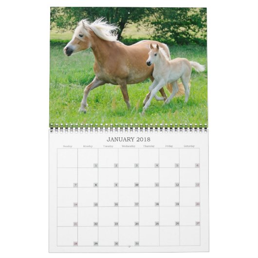 Haflinger Foals - mittelgroße Haflinger Foals Kalender (Jan 2018)