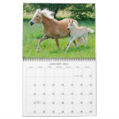 Haflinger Foals - mittelgroße Haflinger Foals Kalender (Jan 2021)