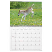 Haflinger Foals - mittelgroße Haflinger Foals Kalender (Mär 2026)