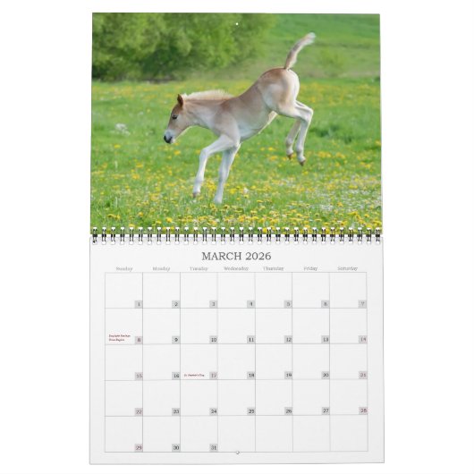 Haflinger Foals - mittelgroße Haflinger Foals Kalender (Mär 2026)