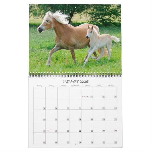 Haflinger Foals - mittelgroße Haflinger Foals Kalender (Jan 2026)