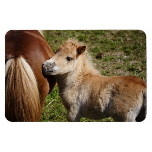 Haflinger Fohlen Magnet