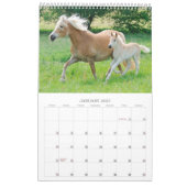 Haflinger fohlt 2017 kalender (Jan 2027)