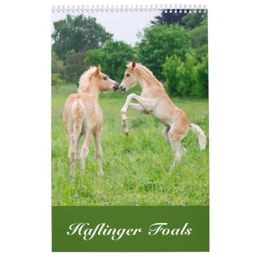 Haflinger fohlt 2017 kalender (Titelbild)