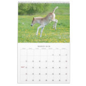Haflinger fohlt 2017 kalender (Mär 2018)