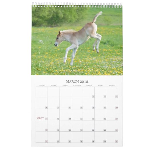 Haflinger fohlt 2017 kalender (Mär 2018)