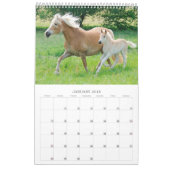 Haflinger fohlt 2017 kalender (Jan 2018)