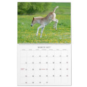 Haflinger fohlt die große Größe 2017 Kalender (Mär 2027)