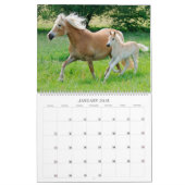 Haflinger fohlt die große Größe 2017 Kalender (Jan 2018)