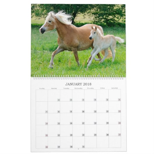 Haflinger fohlt die große Größe 2017 Kalender (Jan 2018)