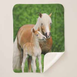 Haflinger Horse Niedlich Baby Foal Kiss Mum Pony F Sherpadecke