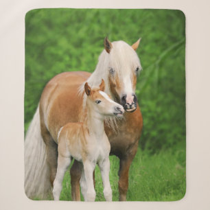 Haflinger Horse Niedlich Baby Foal Kiss Mum Pony F Sherpadecke