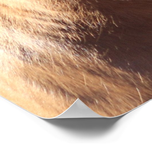 Haflinger Horse Poster (Ecke)