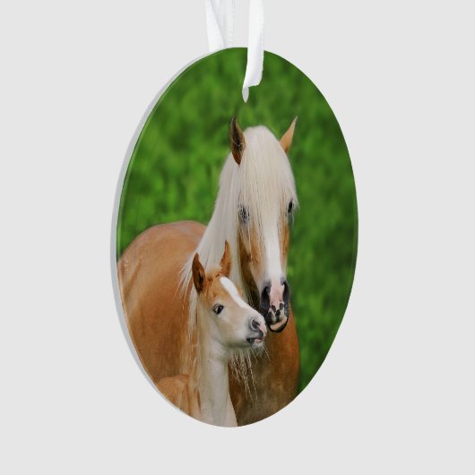 Haflinger Horses Niedlich Foal Kiss Mum Foto - Ornament (Vorderseite)