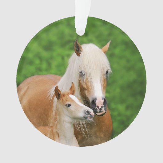 Haflinger Horses Niedlich Foal Kiss Mum Foto - Ornament (Vorderseite)
