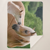 Haflinger niedliche Pferde Fohlen und Sherpadecke (Vorderseite)