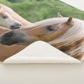 Haflinger niedliche Pferde Fohlen und Sherpadecke (3/4)