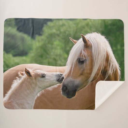 Haflinger niedliche Pferde Fohlen und Sherpadecke (Vorderseite (Horizontal))