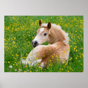 Haflinger Niedliches Fohlen Blumenbeet, tierisches Poster