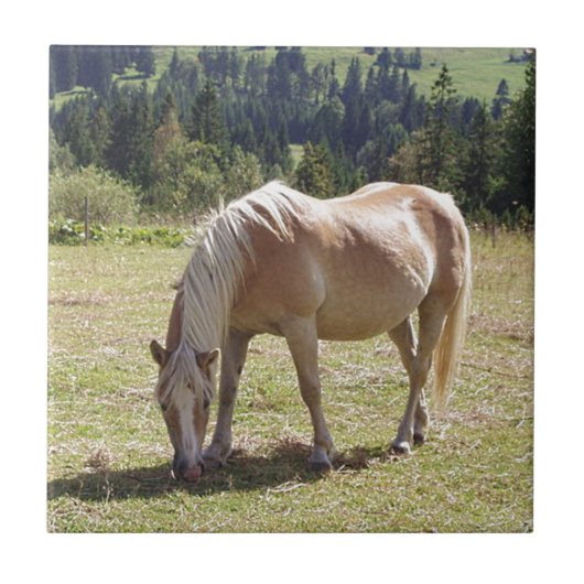 Haflinger Palomino Pony im Foto der Sommerweiden Fliese (Vorderseite)