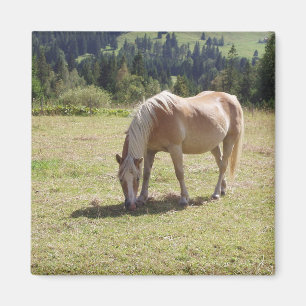 Haflinger Palomino Pony im Foto der Sommerweiden Magnet