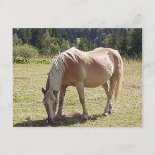 Haflinger Palomino Pony im Foto der Sommerweiden Postkarte