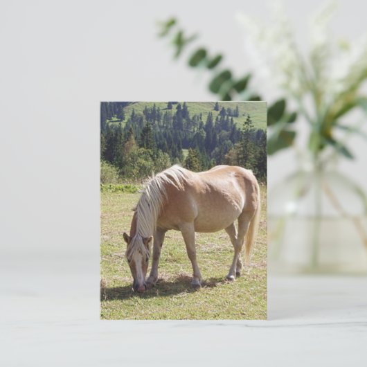 Haflinger Palomino Pony im Foto der Sommerweiden Postkarte (Stehend Vorderseite)