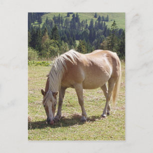 Haflinger Palomino Pony im Foto der Sommerweiden Postkarte