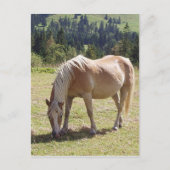 Haflinger Palomino Pony im Foto der Sommerweiden Postkarte (Vorderseite)