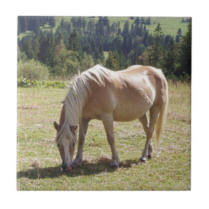 Haflinger Palomino Pony im Foto Grüne Weide Fliese