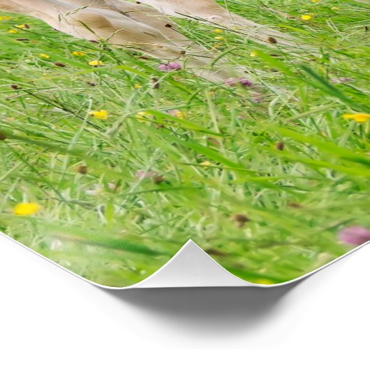 Haflinger pfercht niedliche Fohlen Poster (Ecke)