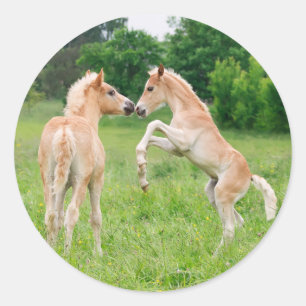 Haflinger pfercht niedliche Fohlen Runder Aufkleber