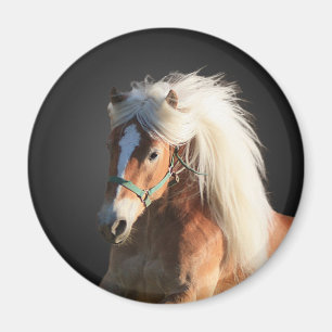 Haflinger Pferd Magnet