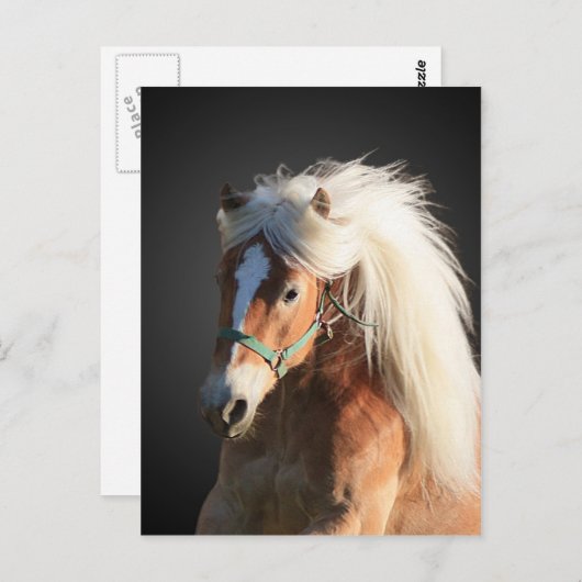 Haflinger Pferd mit schöner Mähne Postkarte (Vorne/Hinten)