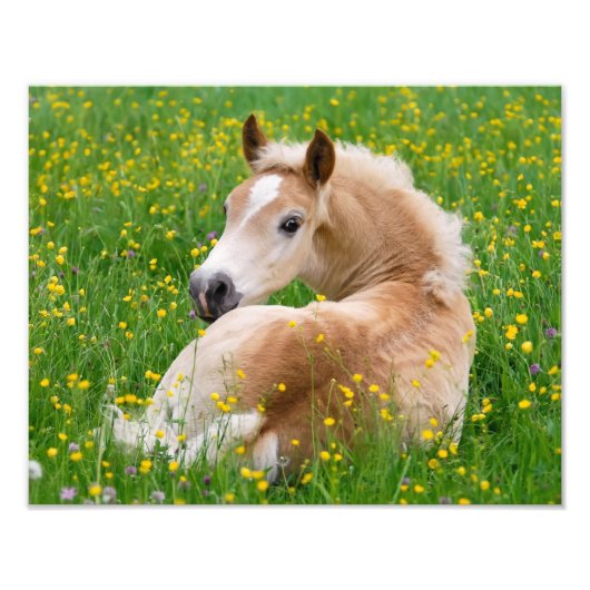Haflinger Pferd Niedlich Foal Ruhen in einem Blume Fotodruck (Vorne)