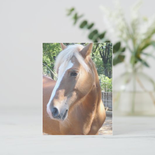 Haflinger Pferd Postkarte (Stehend Vorderseite)