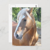 Haflinger Pferd Postkarte (Vorne/Hinten)