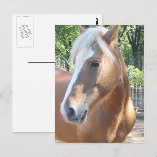 Haflinger Pferd Postkarte (Vorne/Hinten)