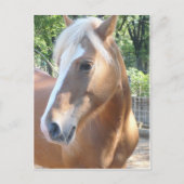 Haflinger Pferd Postkarte (Vorderseite)