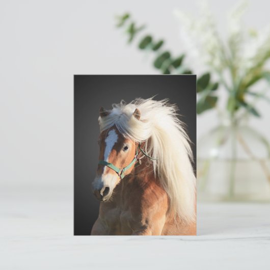 Haflinger Pferd Postkarte (Stehend Vorderseite)